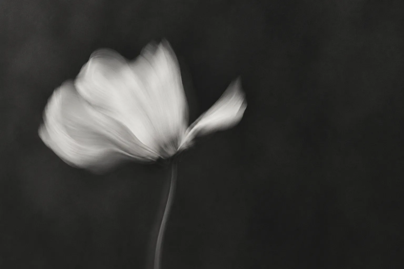Flor en blanco y negro con pétalos desenfocados sobre fondo oscuro